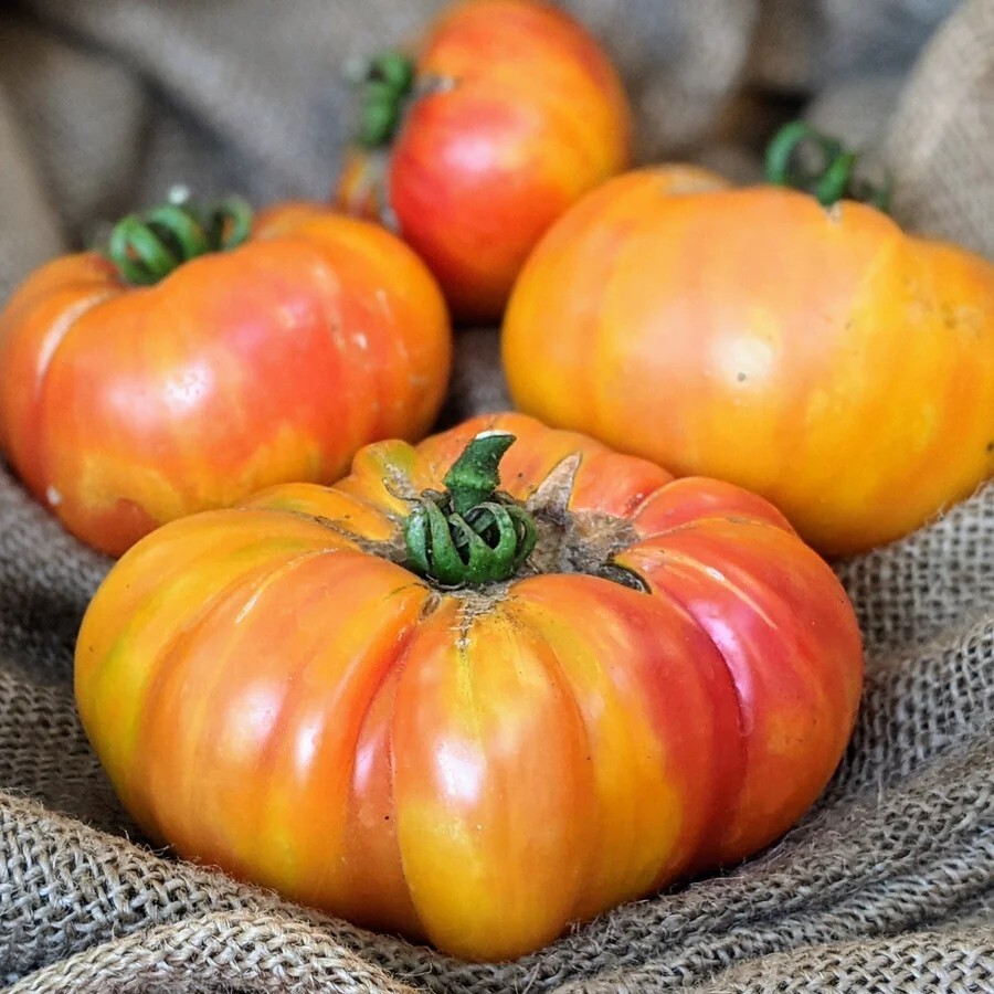 50+ Seeds Organic Beefsteak Tomato Rainbow Giant Rare Indeterminate 2025 Season