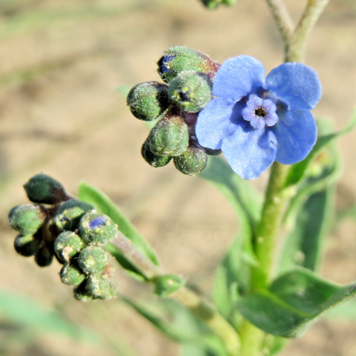1,000 CHINESE FORGET ME NOT Seeds (Cynoglossum amabile) Annual Garden Wildflower