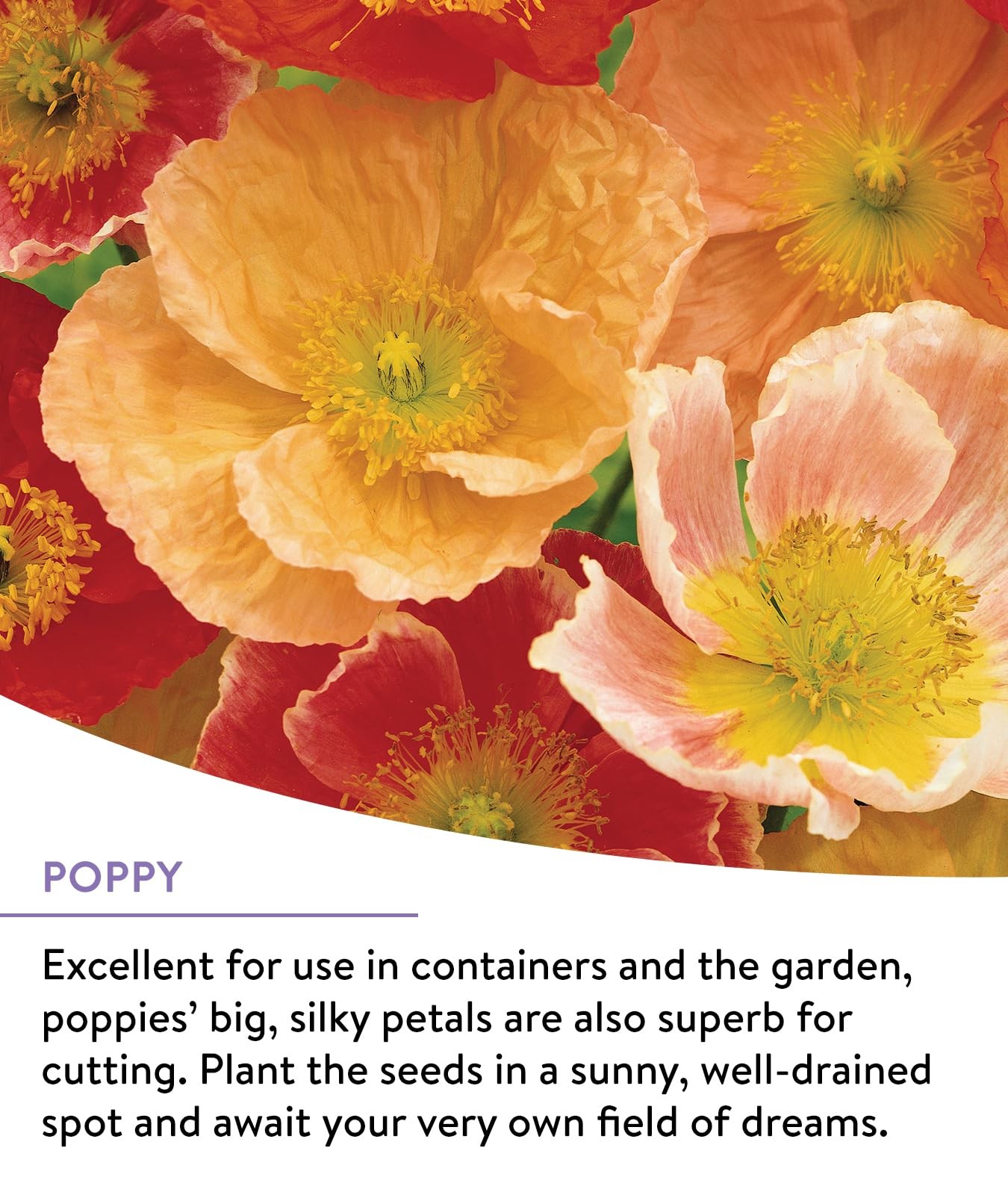 Burpee Wildflower 25,000 Bulk, 1 Bag | 18 Varieties of Non-GMO Perennial Mix