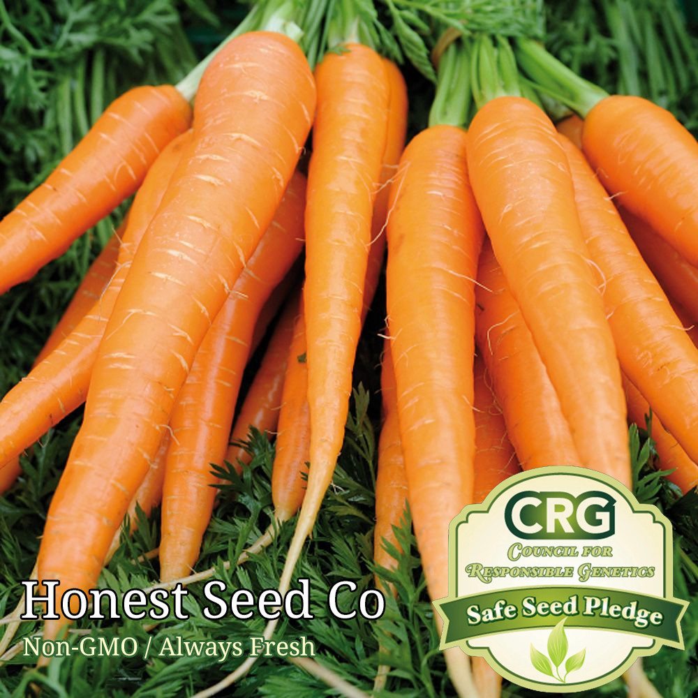 800+ Tendersweet Carrot Seeds – Non-GMO | Fresh Garden Seeds USA Free Shipping