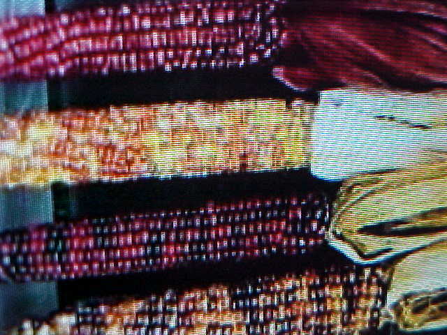 ORNAMENTAL INDIAN CORN SEEDS WHEN GROWN A VARIETY OF COLOR KERNELS