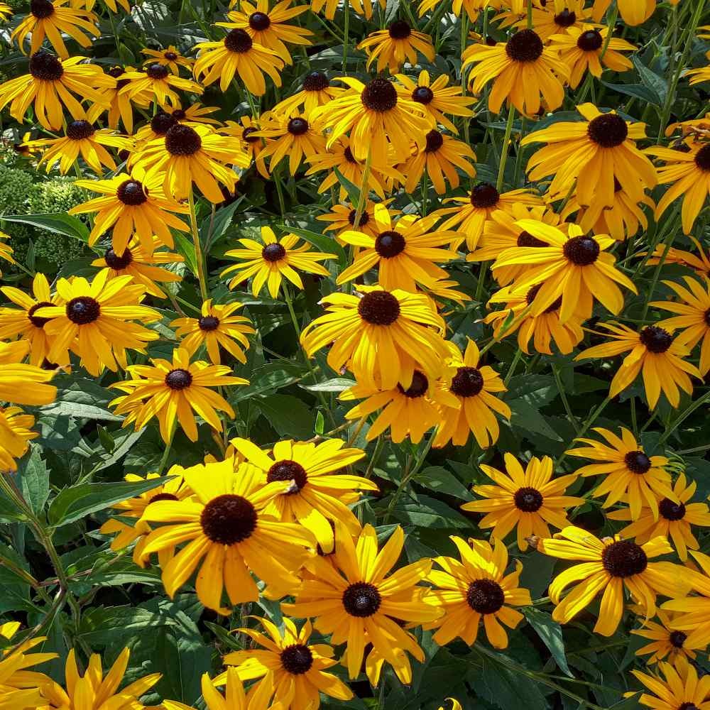 200 Seeds Echinacea Paradoxa Drought Tolerant Xeriscaping Yellow Coneflower