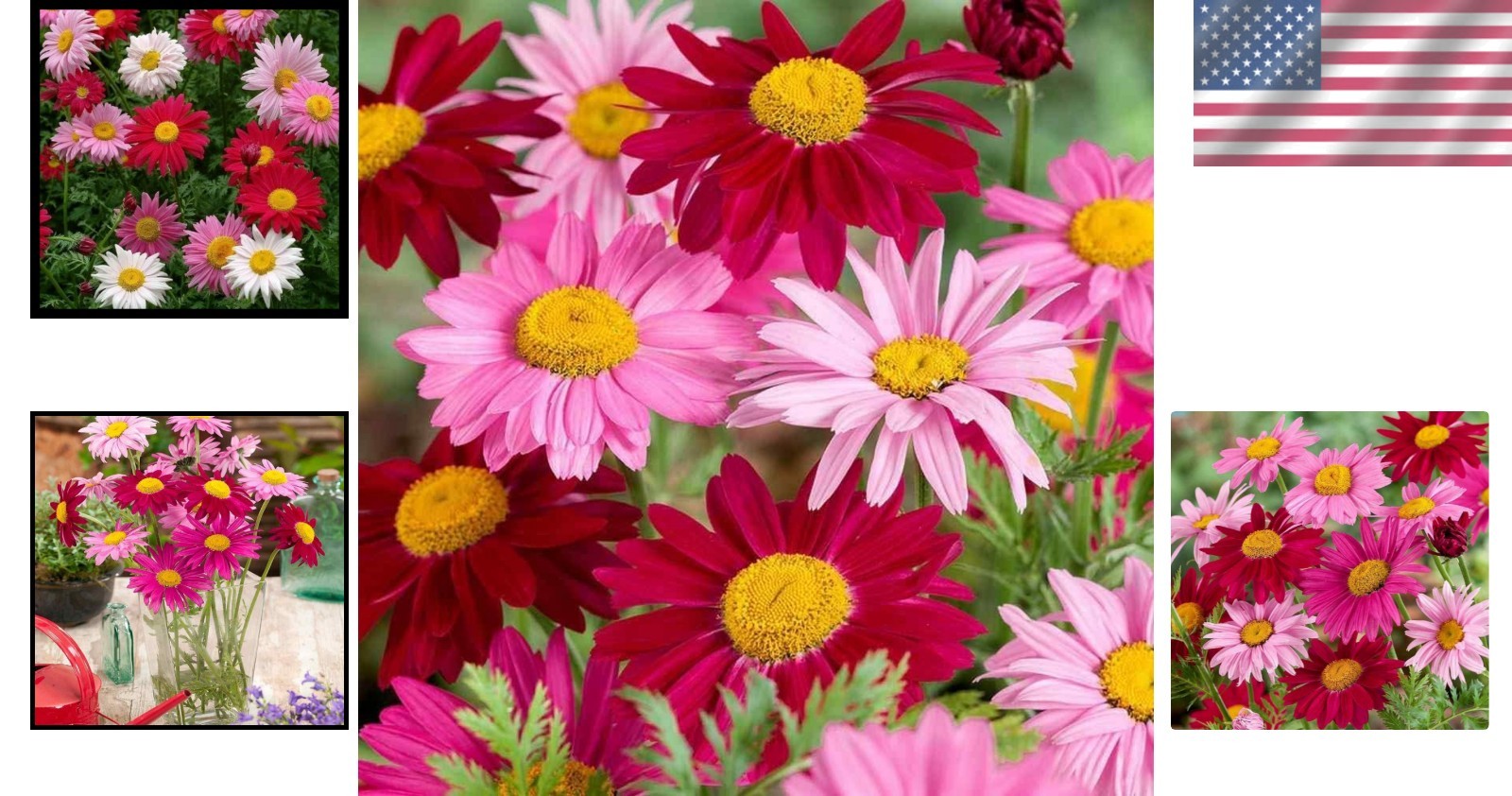 Painted Daisy Seeds – 2000+ Pyrethrum Tanacetum Coccineum for Elegant Gardens