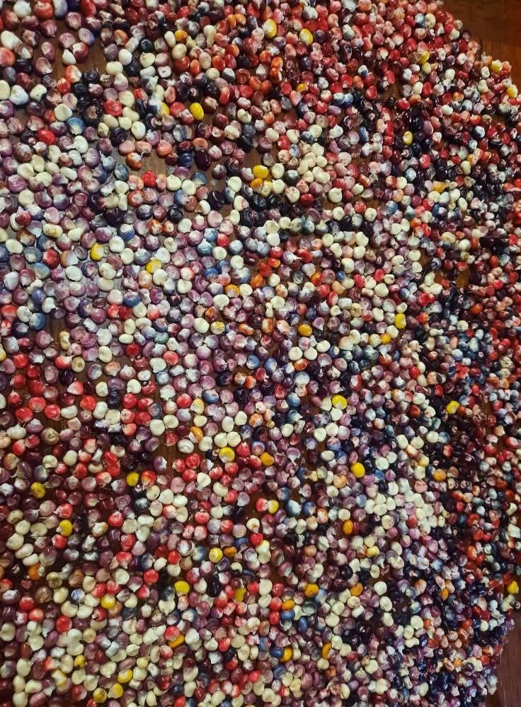 10 Painted Mountain Corn Seeds – Organic – RARE – Rainbow Non Gmo – Annual – USA