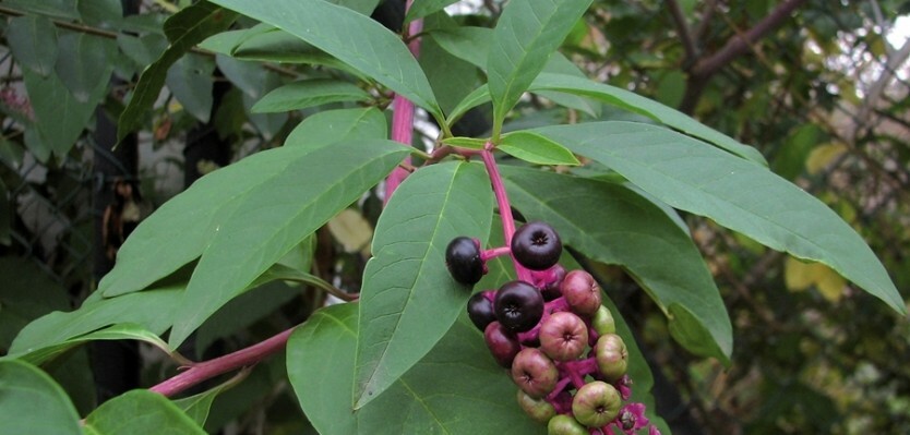 Phytolacca americana POKEWEED Seeds!