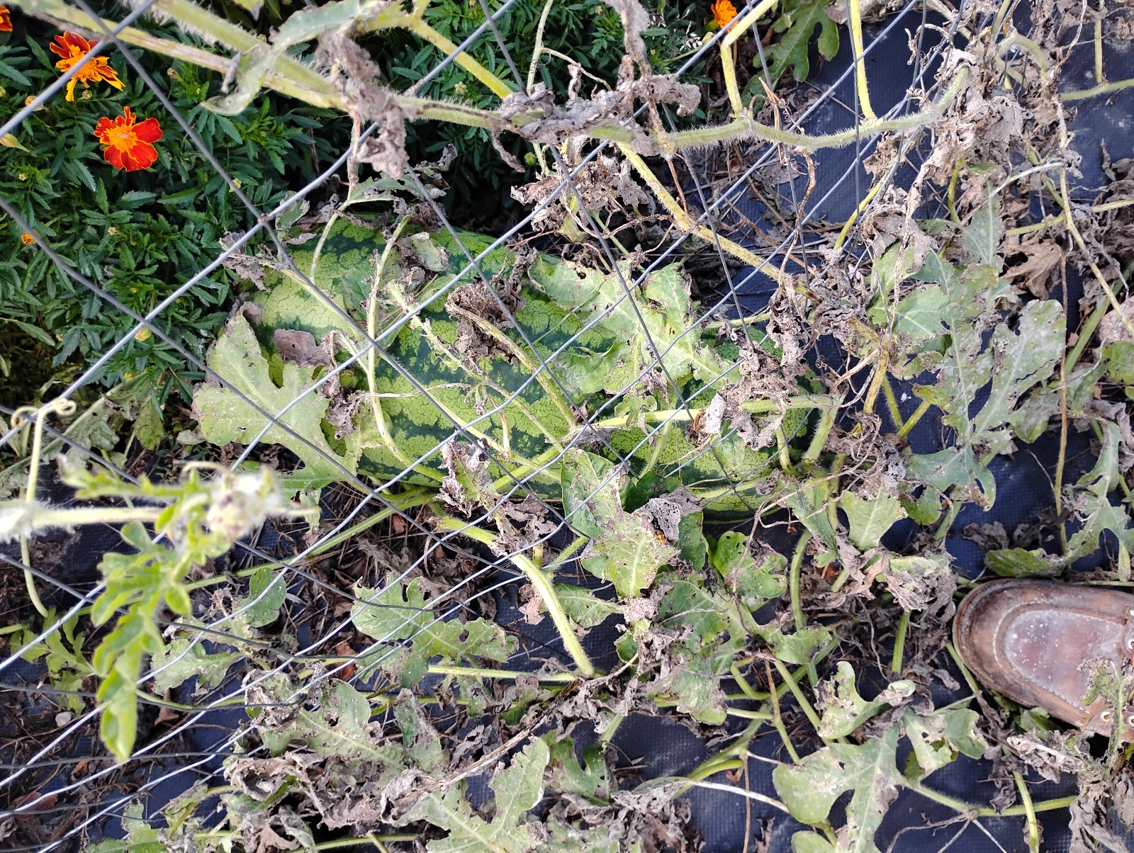 Iowa Grown Organic Striped Watermelon Seeds, NON-GMO, Gumbo Soil Pure 20-35 LBS