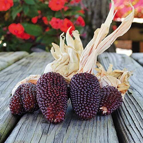 25 Strawberry Popcorn Seeds to Grow Made in USA Grow Your own Strawberry Popcorn