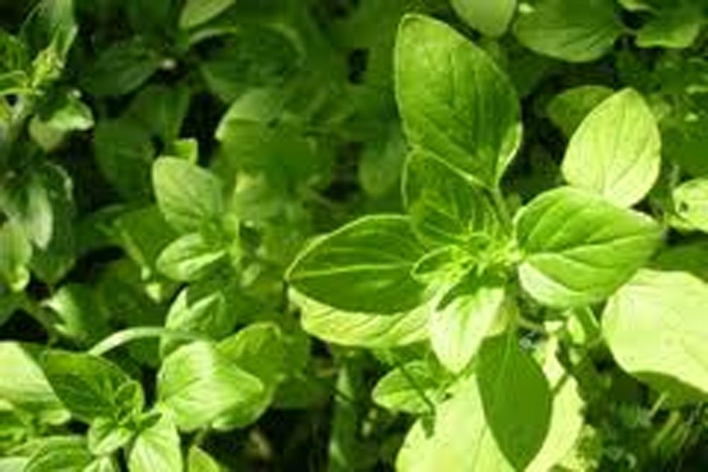Italian Oregano Seeds – Heirloom Herb, 25+ Healthy & Delicious Seeds