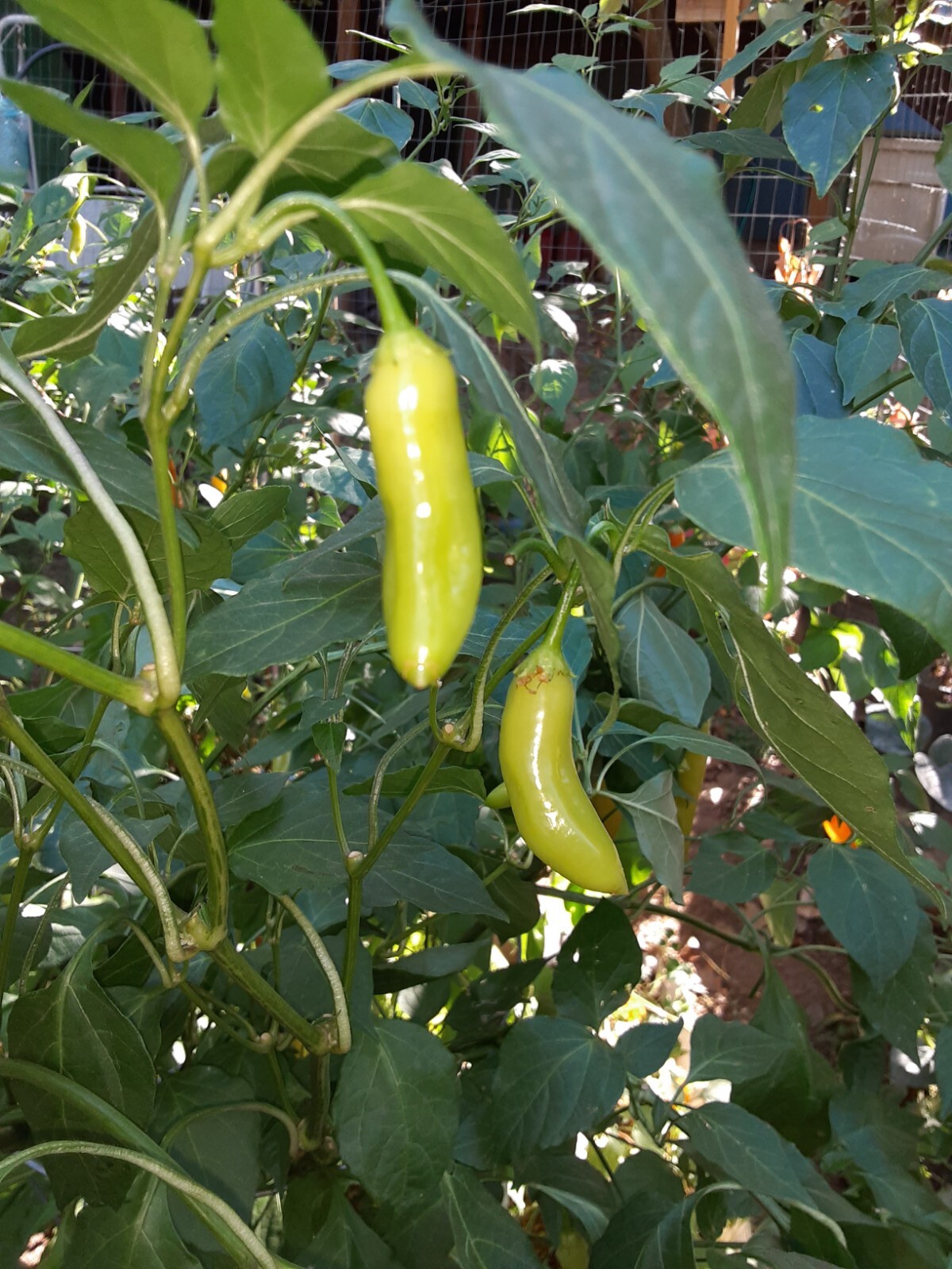 25 + AJI MARCHANT/ITALIAN WHITE CANNING Pepper Seeds 🇺🇸 USA Grown 🇺🇸