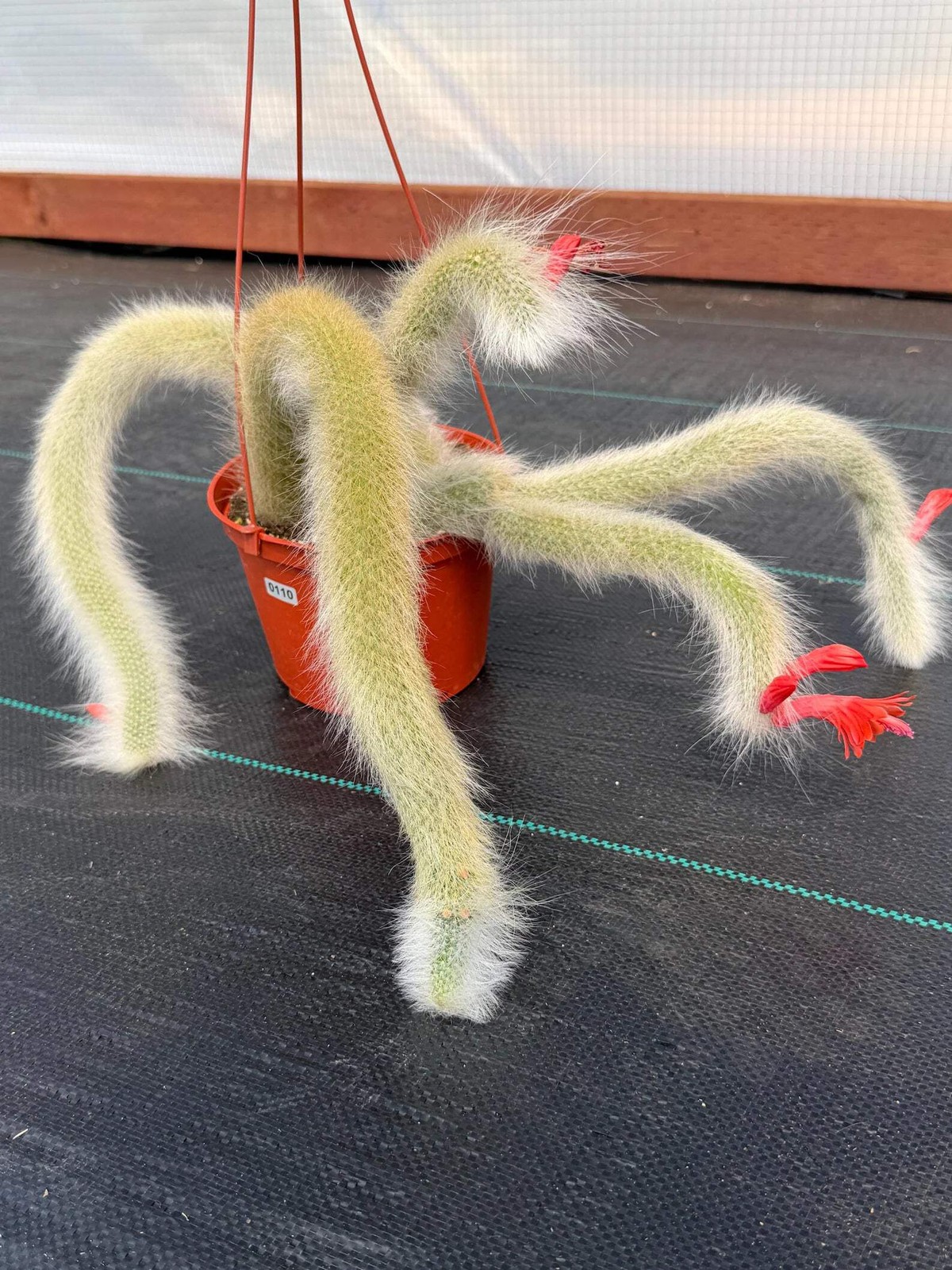 Hairy Monkey Tail Cactus | Rare White‑Hair Clone | Fuzzy Trailing Succulent