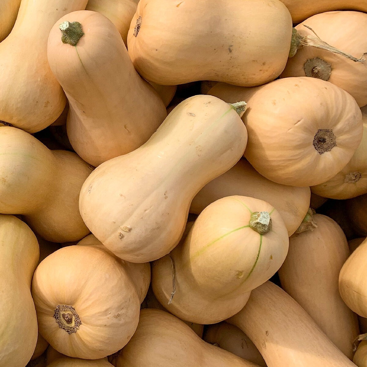1 Oz Waltham Butternut Winter Squash Seeds – Everwilde Farms Mylar Seed Packet
