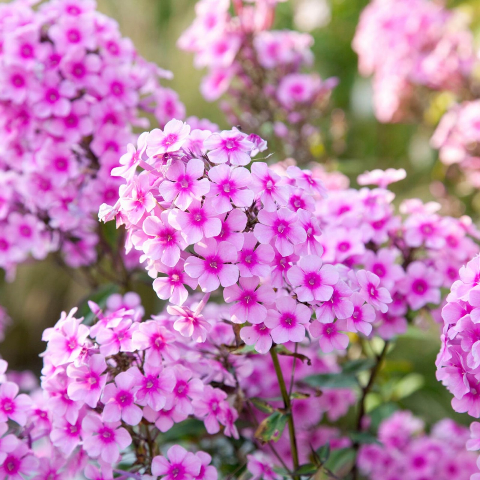 Seeds 1000+ Bright Mixed Creeping Perennial Ground Cover Annual Flower