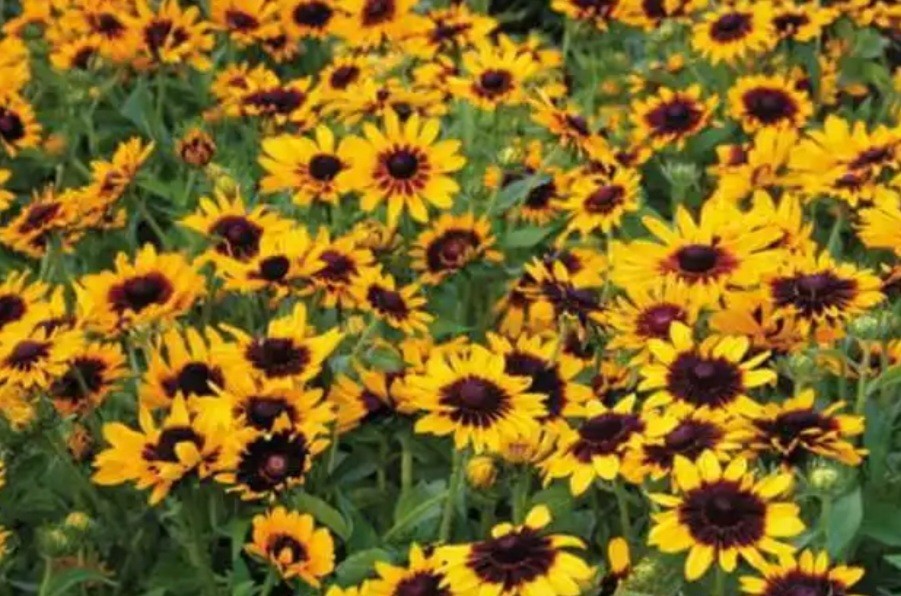 Rudbeckia Denver Daisy