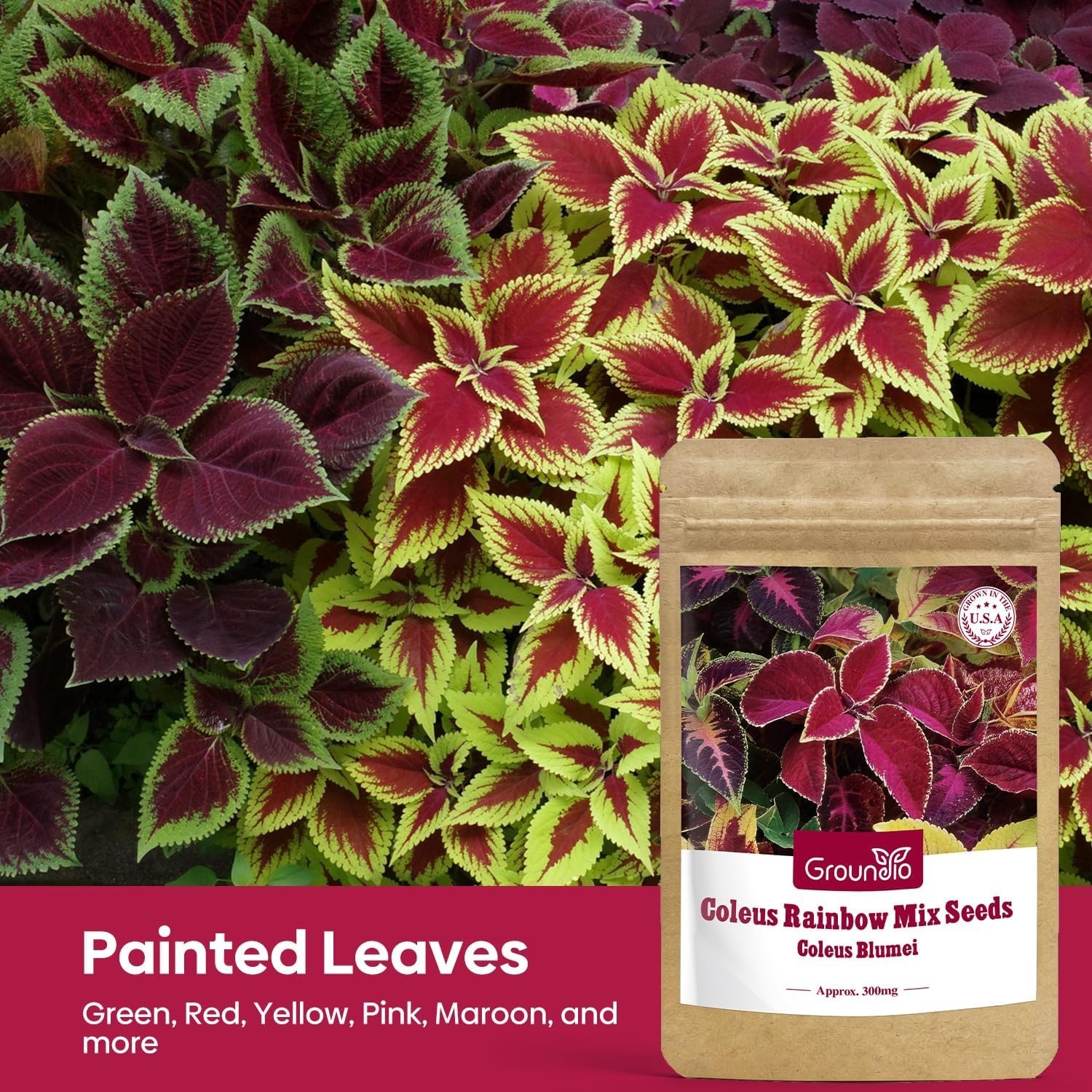Coleus Seeds Colorful Rainbow Mix, High Germination Foliage for Patio & Borders