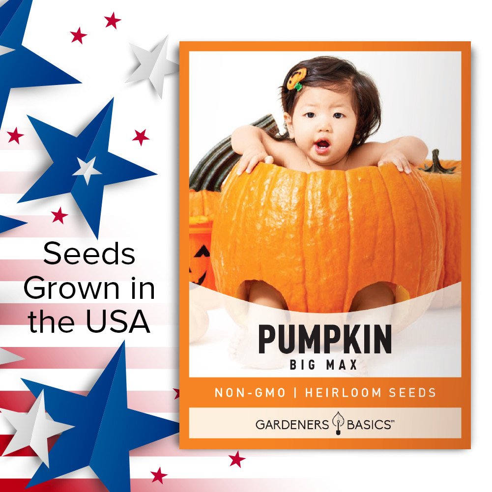 Big Max Pumpkin Seeds