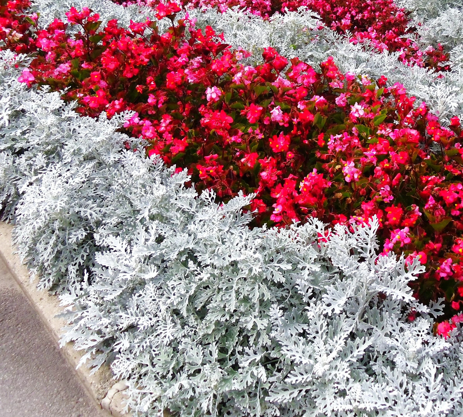 Dusty Miller Seeds – For 2025 Planting Senecio Cineraria Fuzzy Silver White Leaf