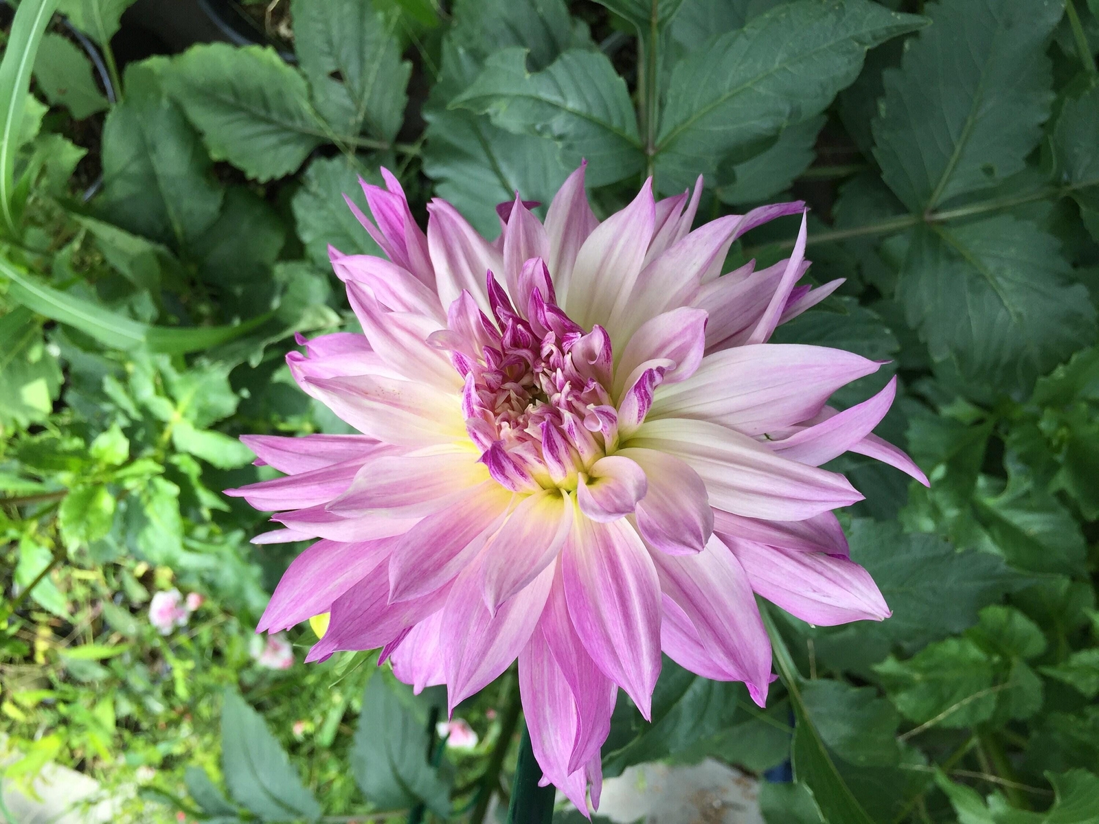 1 “Labyrinth Twotone” Dinnerplate Informal Decorative Dahlia Large Bulb Size #1