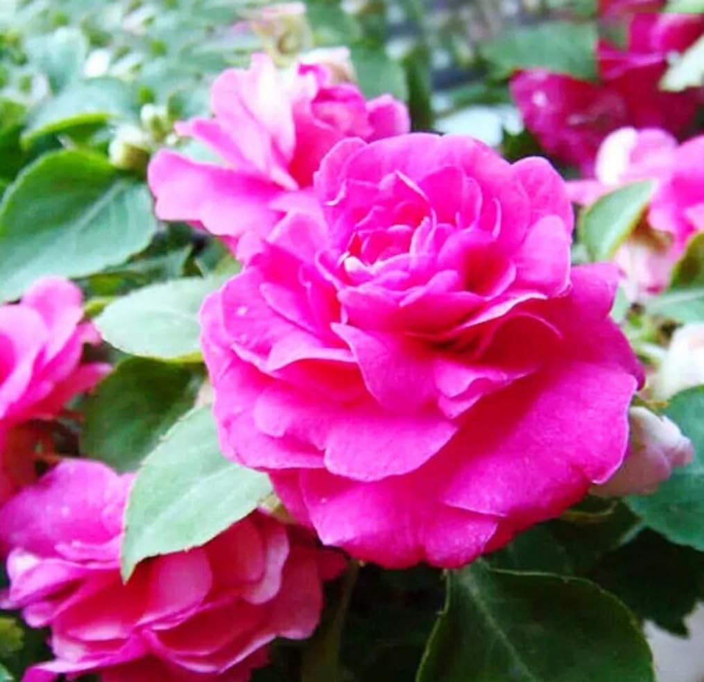100PCS Double Camelia Impatiens Seeds Mixed Color Balsamina Impatiens Flower …