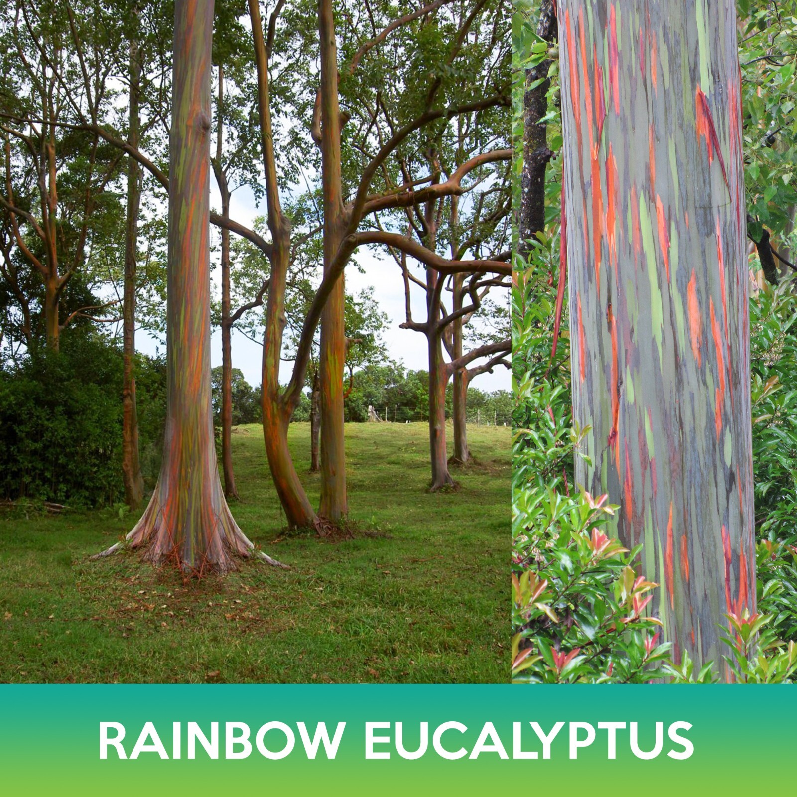 Rainbow Eucalyptus Seeds, Eucalyptus deglupta