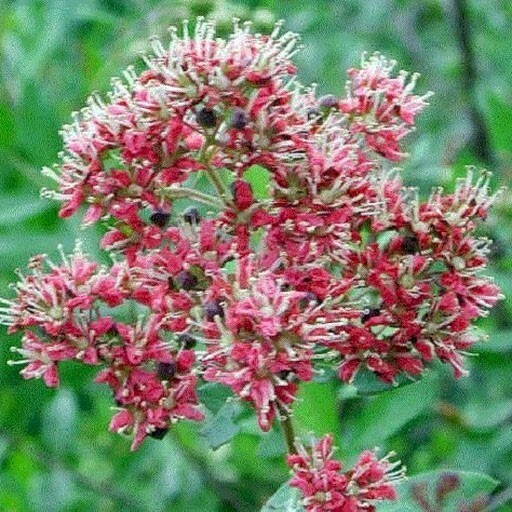 Lawsonia inermis | Egyptian Privet | Henna | Mignonette Tree | 50_Seeds