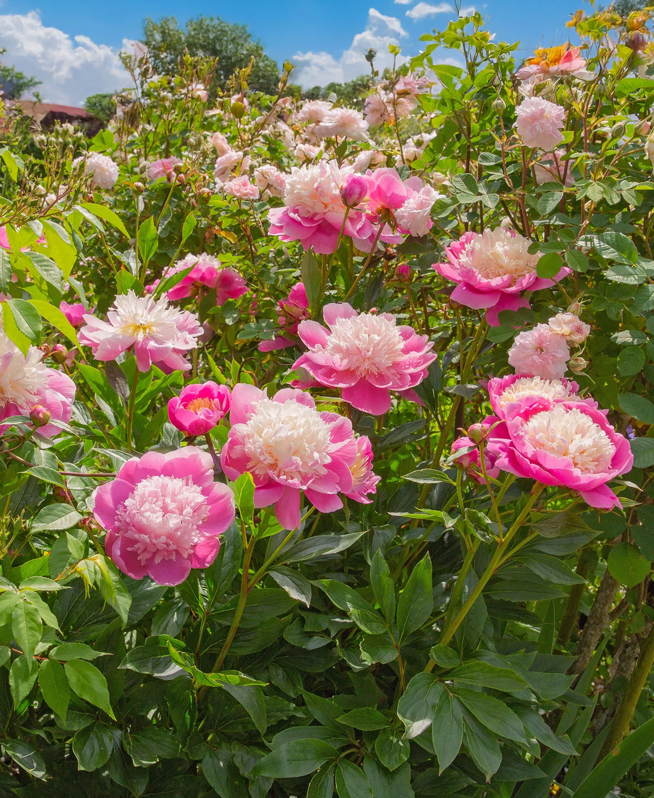 Bowl of Beauty Peony – 1 root division