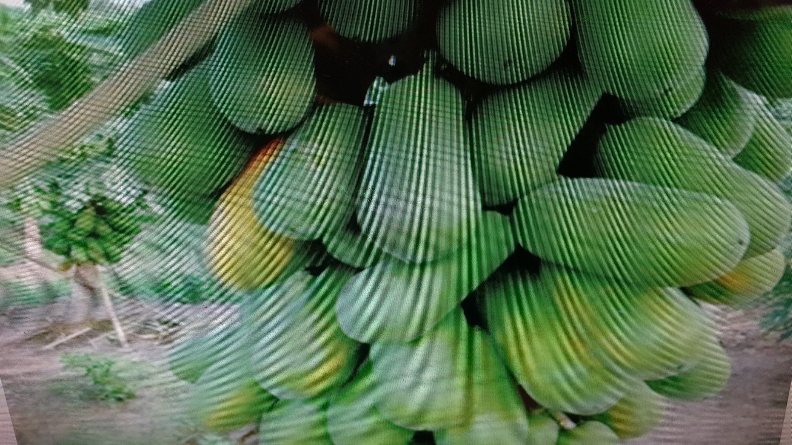 papaya fruit tree seeds choose 100 to 1000 seeds