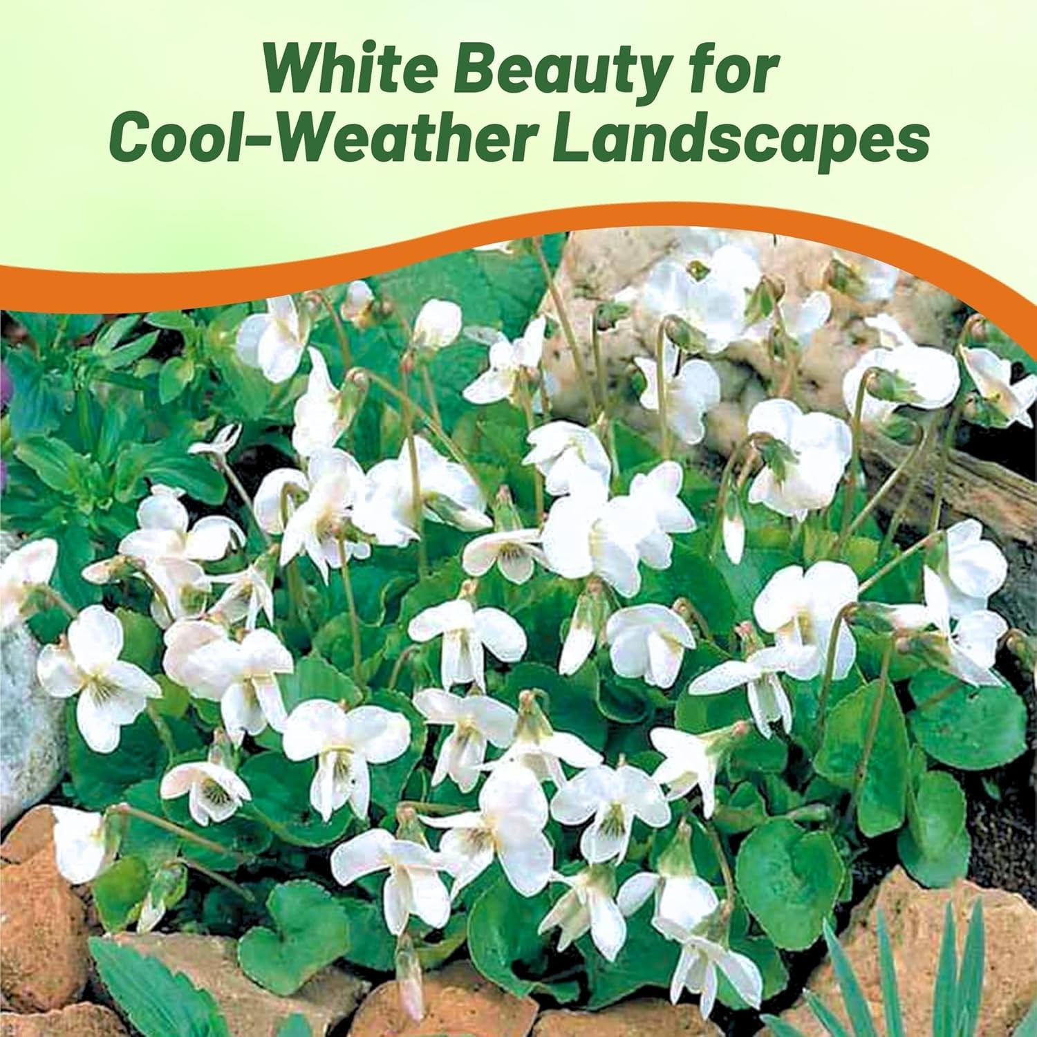 100 Seeds Viola Odorata Sweet Violet Reine De Neiges Flower Seeds