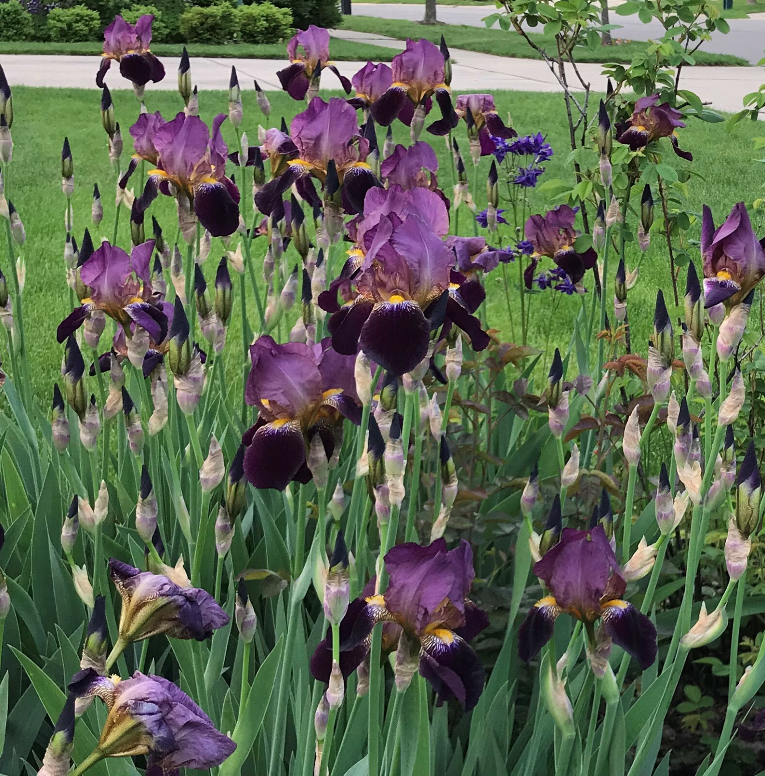 10 Rhizomes Purple Iris Mme Henri Cayeux Historic Tall Bearded(TB) ships April25