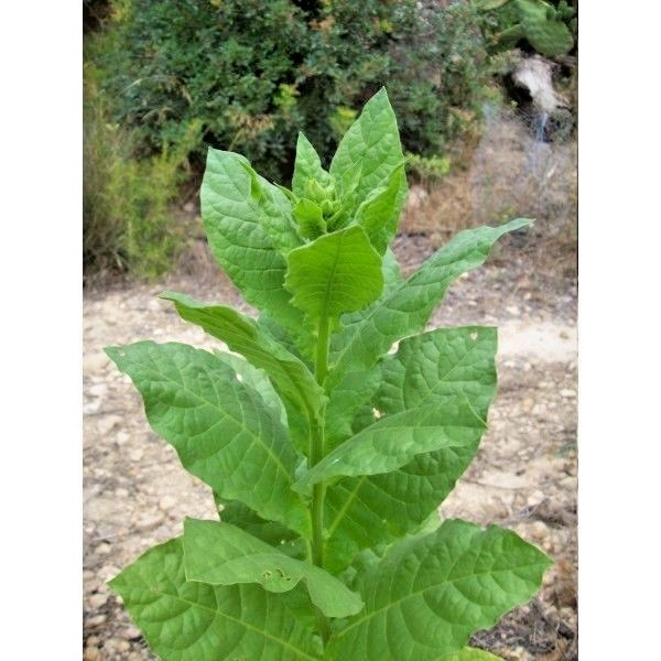 TURKISH BASMA TOBACCO – 100 SEEDS