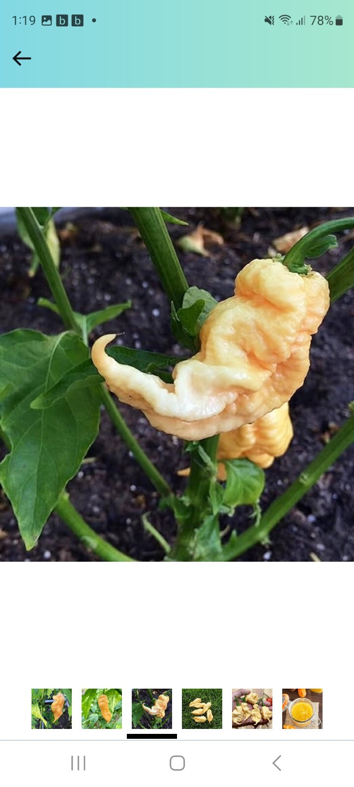 Ghost Pepper Peach Scorpion Pepper Seeds (10+ per pack)