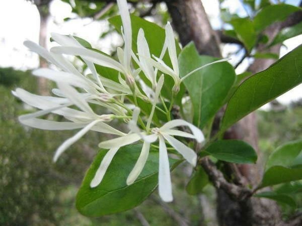 Chionanthus virginicus | Fringe Tree | Grancy Graybeard | 5_Seeds