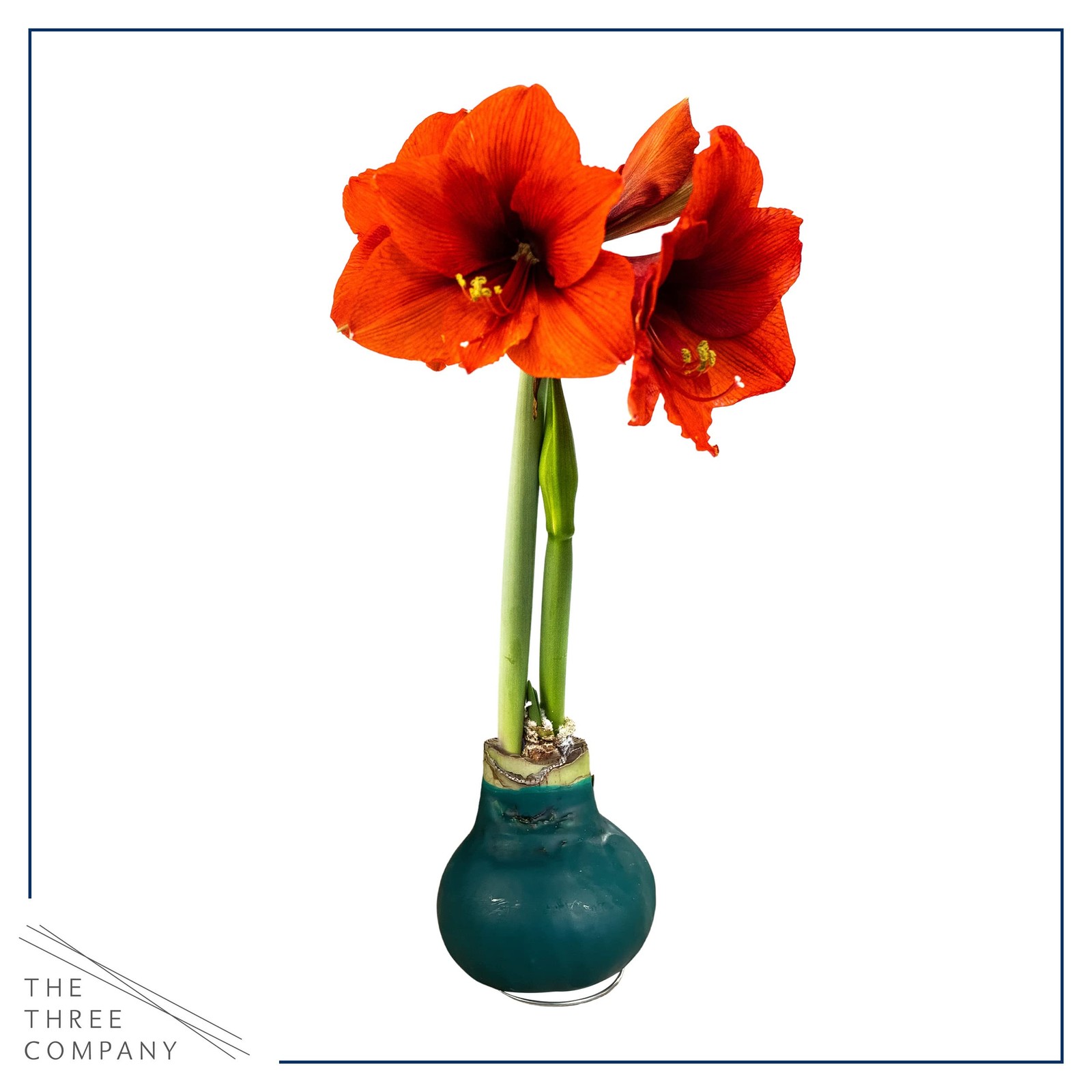 Live Waxed Amaryllis Bulb Green Wax, Red Blooms, No Watering Needed