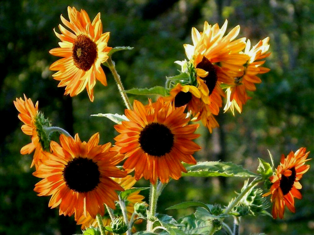 105+ Velvet Queen SunFlower Seeds Non-GMO Easily Grows Every-Where~FREE SHIPPING