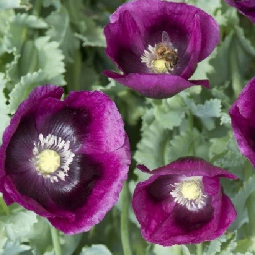 10,000 Organic Heirloom Lauren’s Grape Untreated Papever Somniferum Poppy Seeds