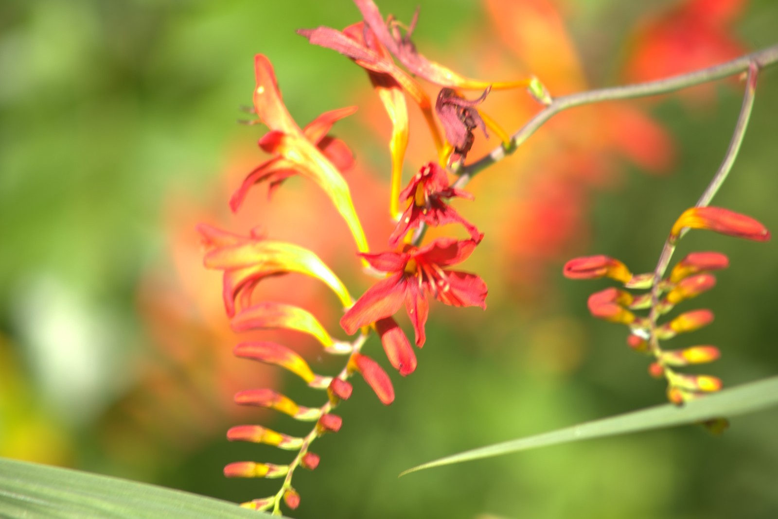 Lucifer plant crocosmia corms( bulbs) x 3