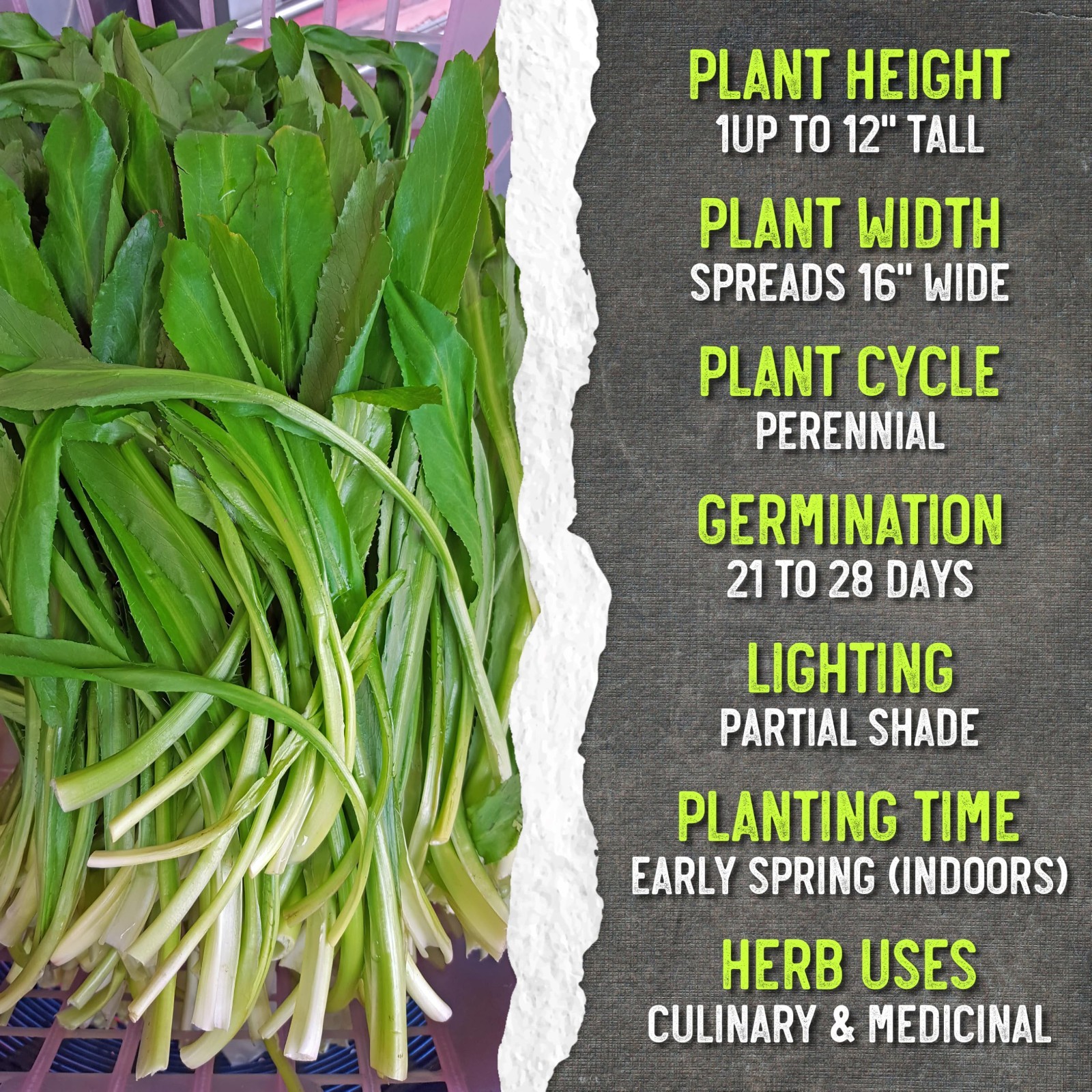 Culantro Seeds for Planting Mexican Coriander – Non-GMO Heirloom & Untreated Cu