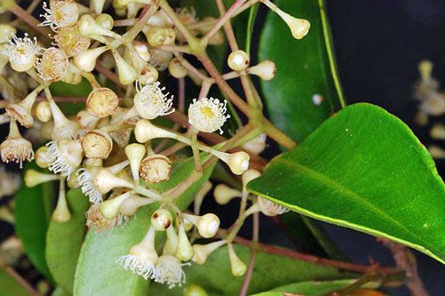 Syzygium smithii | Narrow-Leaved Lilly Pilly | Monkey Apple | 5 Seeds