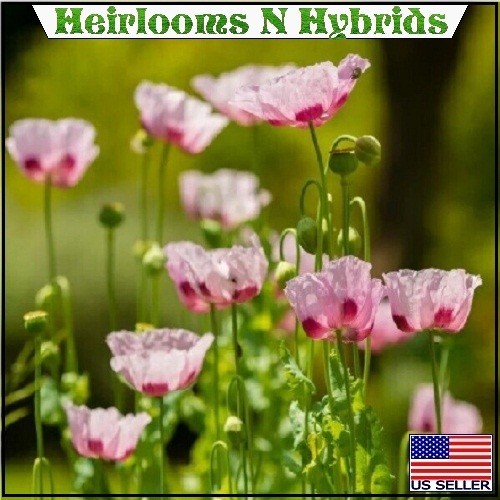 10,000 Hi Germination Turkish Papevaer Somiferum Poppy Seeds Ready For Planting