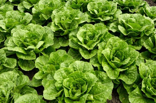 NON-GMO Vegetable Seeds 21 Variety Garden Emergency Survival Heirloom Seed Kit