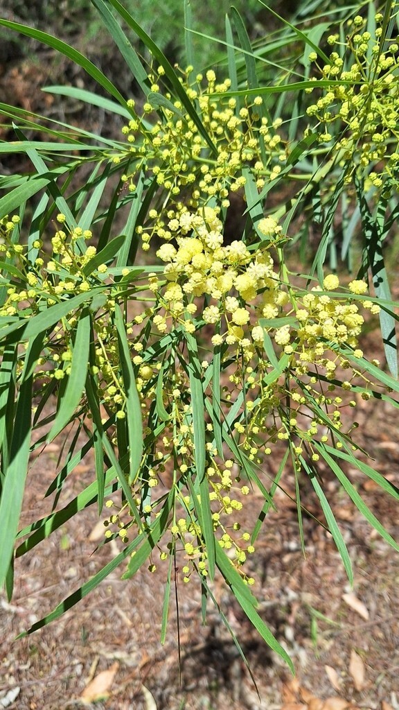 25+ Acacia provincialis Seeds – ‘Wirilda’