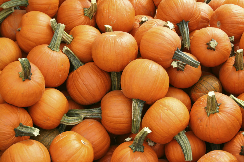 Pumpkin Seeds Sugar Pie 25 Ct Vegetable Garden NON-GMO ANNUAL USA FREE SHIPPING