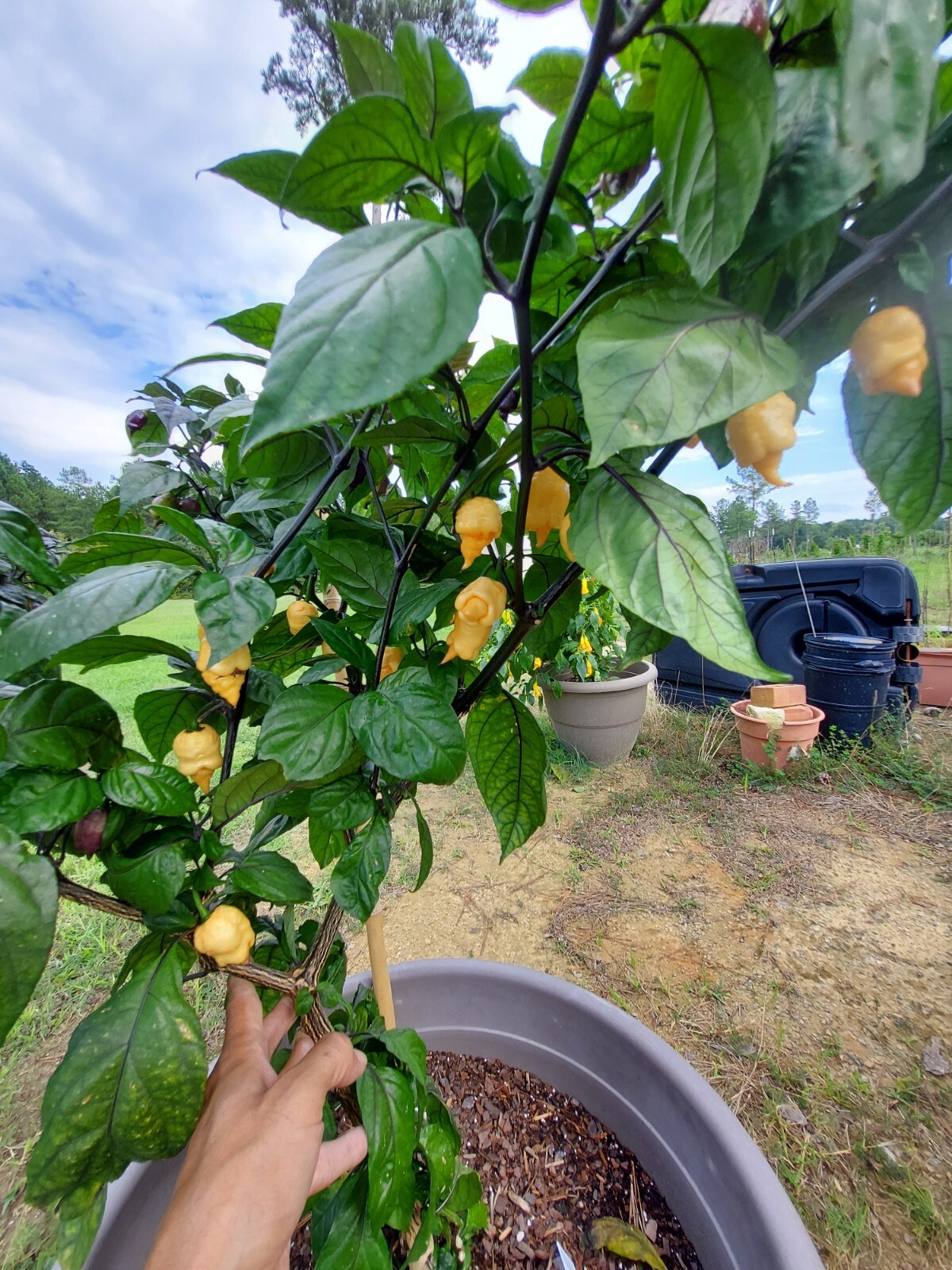 (15) Reaper Pink Peach pepper seeds! free ship ! Hot !