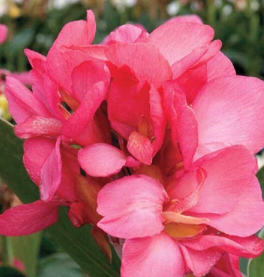 CANNA LILY Queen Pink DWARF (2) BULBS Hawaiian Tropical Grows 2-4 FEET TALL