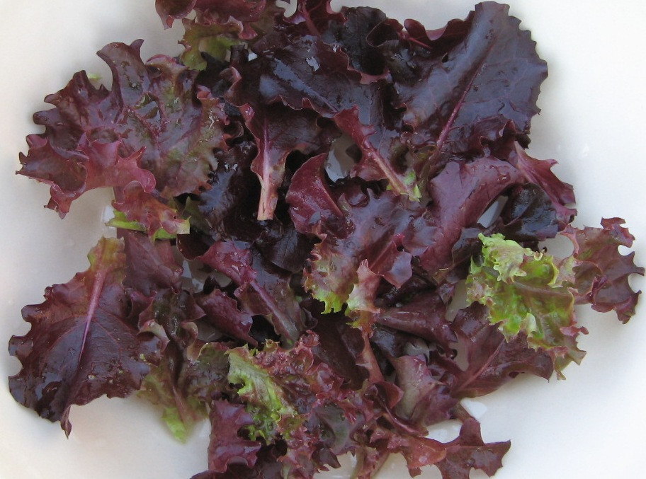 lettuce, RUBY RED LEAF, salad greens, 730 seeds! GroCo buy US made in USA