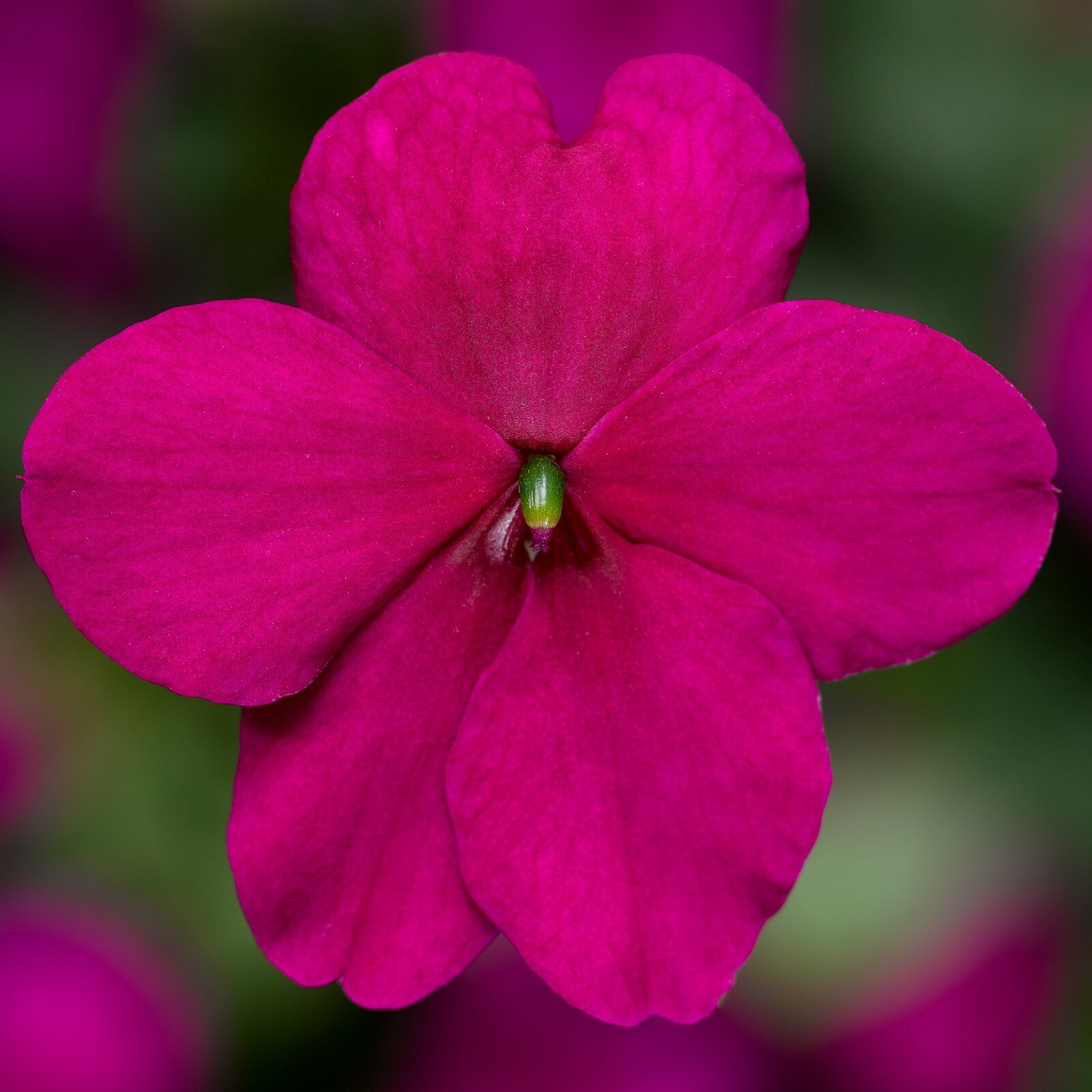Impatiens Seeds Impatiens XDR Imara Purple 50 Seeds