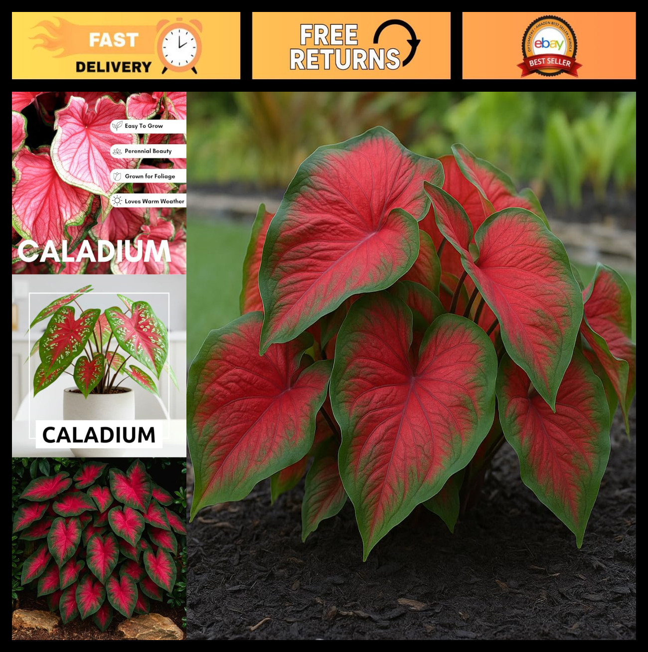 Caladium Bulbs – Dragon Heart Variety for Planting, Perennial Hosta & Elephant E
