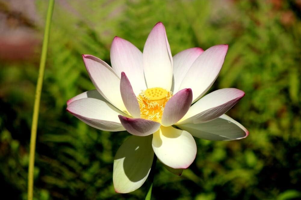 Native US Wildflower Seeds – American Lotus Perennials for Outdoor Water Gardens
