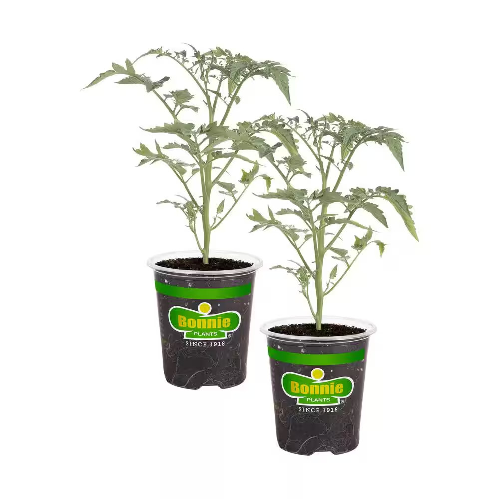19 Oz. Super Sweet 100 Tomato Plant (2-Pack)