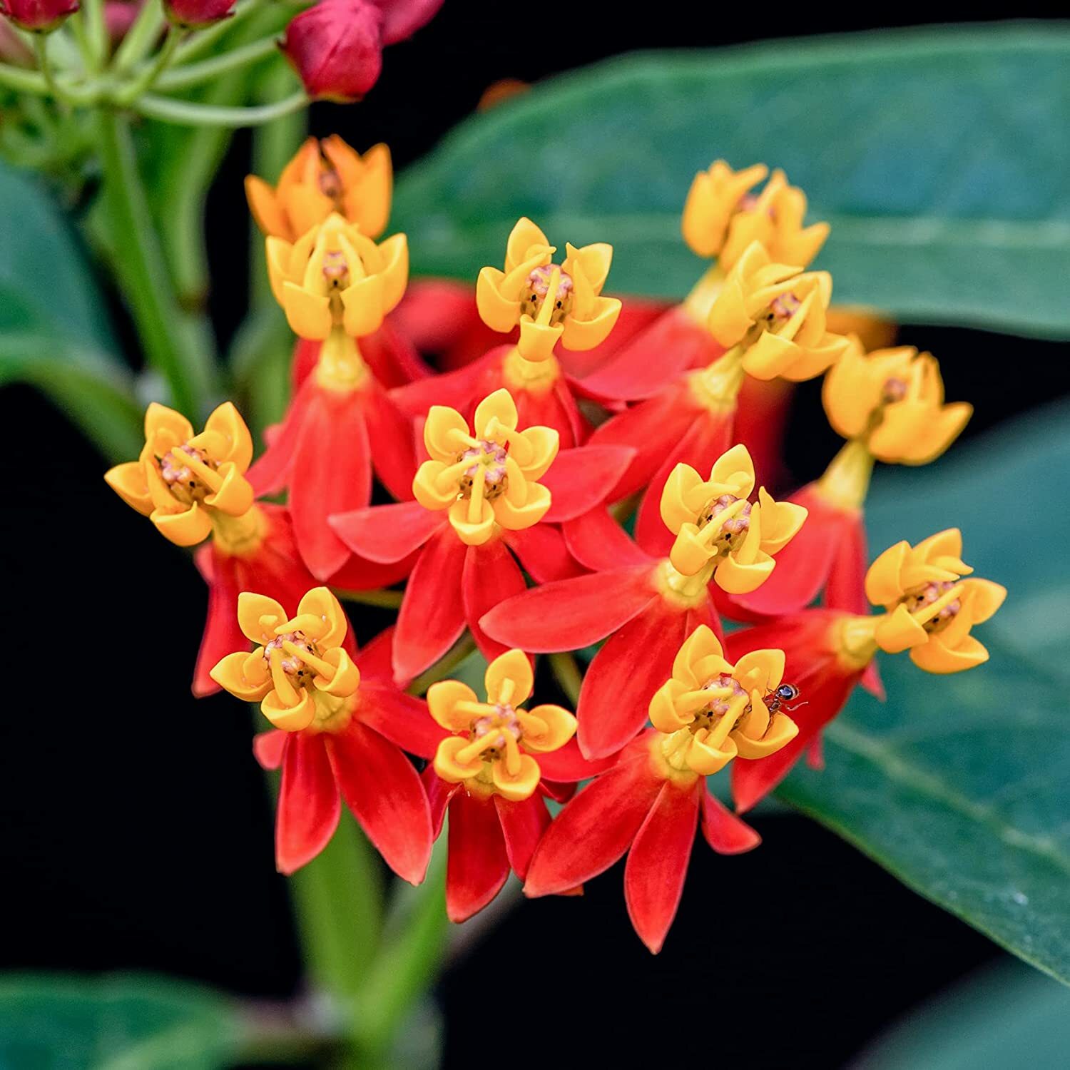 25 Blood Flower Milkweed Seeds to Plant Food Host Plant for Monarch Butterflies
