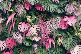Rare Monstera Seeds Deliciosa, Pink and Green Tropical Leaves, Garden Landsca…